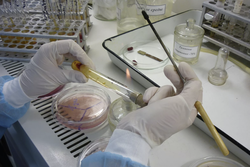 Современные бактериологические методы исследования - повышение квалификации 144 часа - официально и дистанционно - для продления сертификата